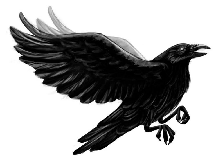 Raven