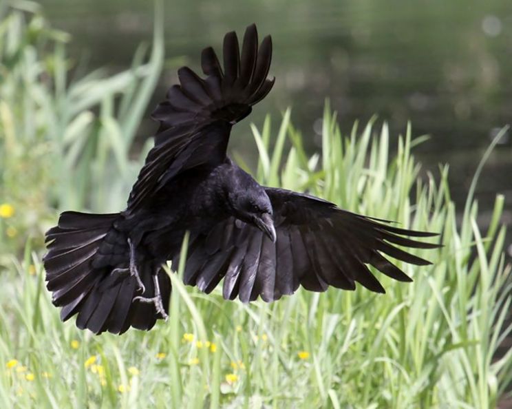 Raven
