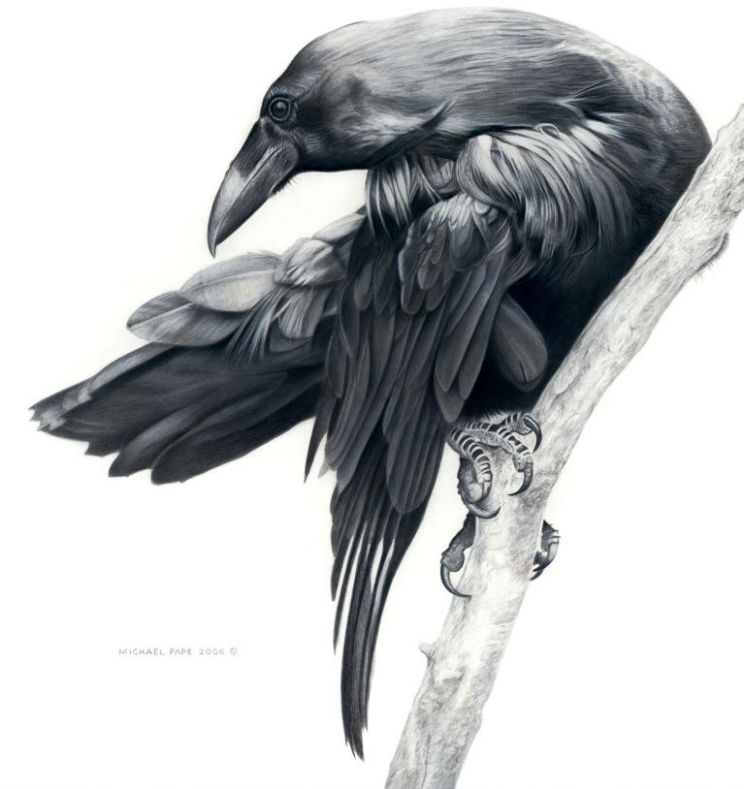 Raven