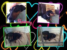 Reesey