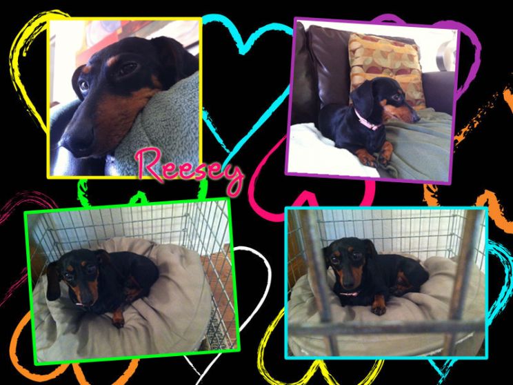 Reesey