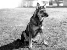 Rin Tin Tin