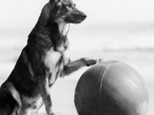 Rin Tin Tin