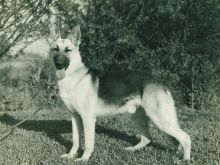 Rin Tin Tin