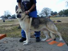 Rin Tin Tin