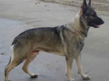 Rin Tin Tin