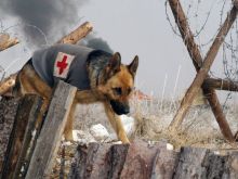 Rin Tin Tin