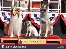 Rin Tin Tin