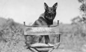 Rin Tin Tin