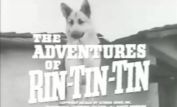 Rin Tin Tin