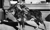 Rin Tin Tin