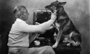 Rin Tin Tin