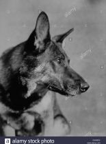 Rin Tin Tin