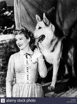 Rin Tin Tin