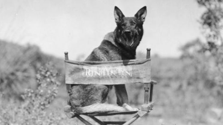 Rin Tin Tin