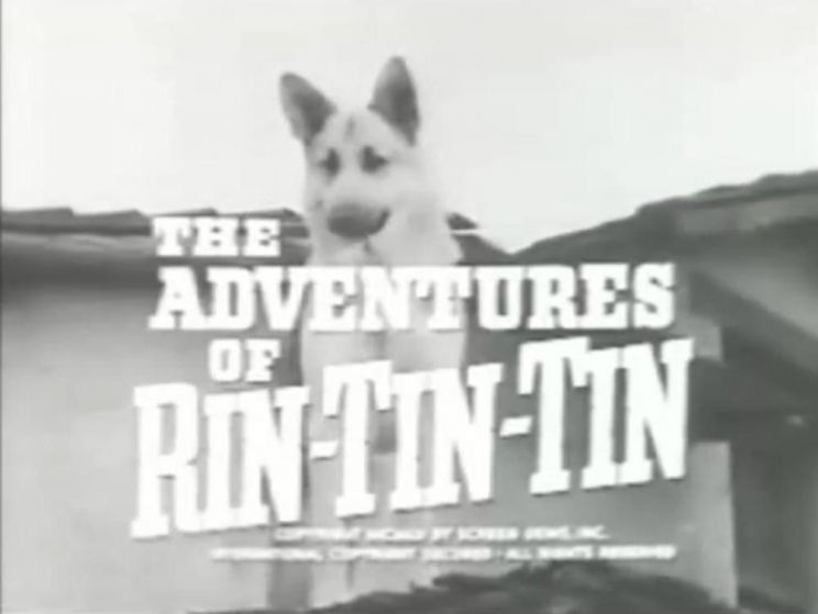 Rin Tin Tin