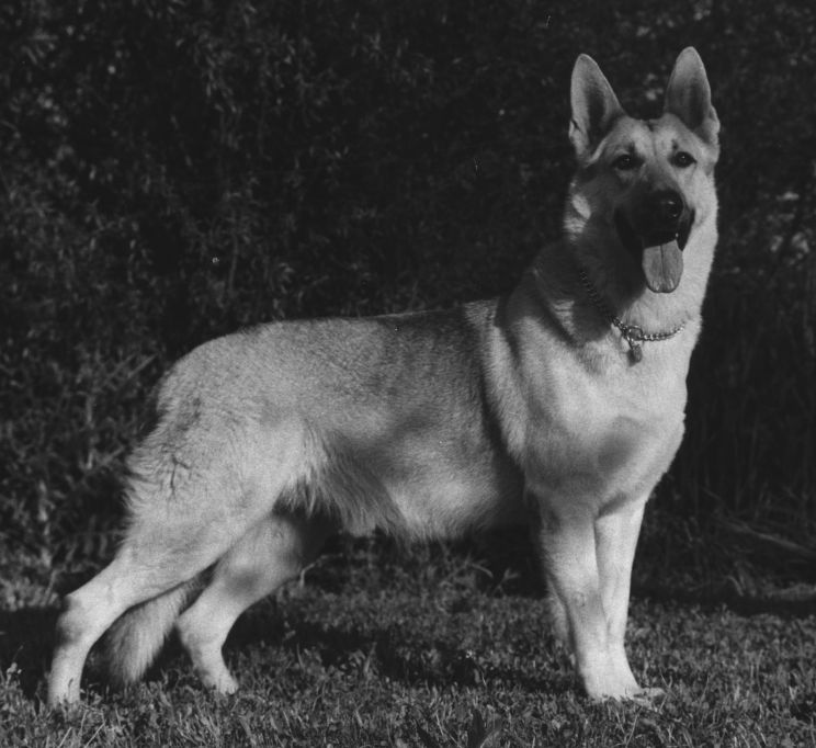 Rin Tin Tin