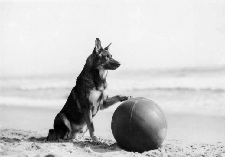 Rin Tin Tin