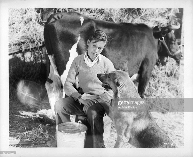 Rin Tin Tin