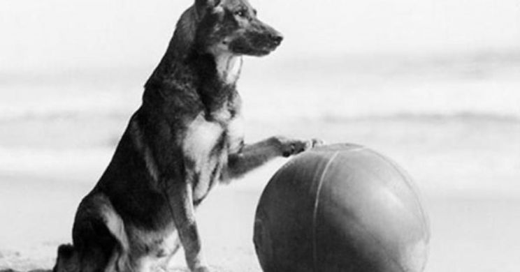Rin Tin Tin