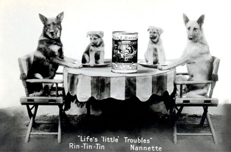 Rin Tin Tin