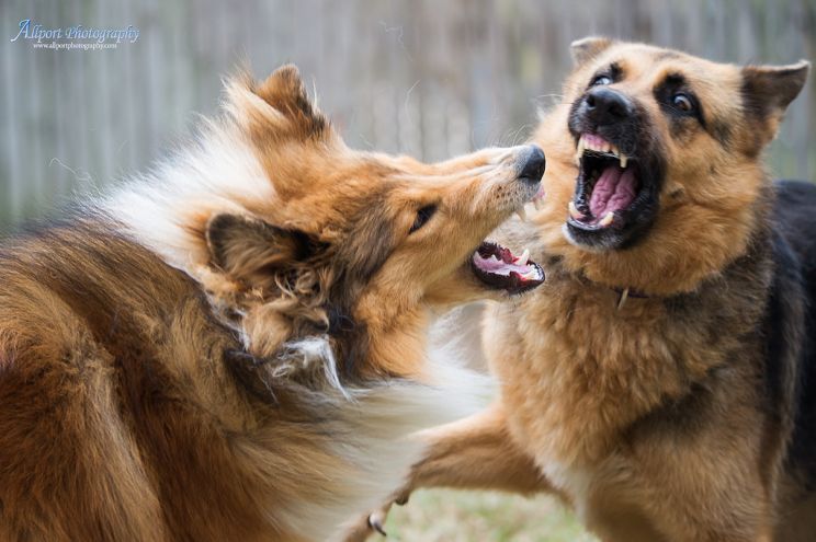 Rin Tin Tin