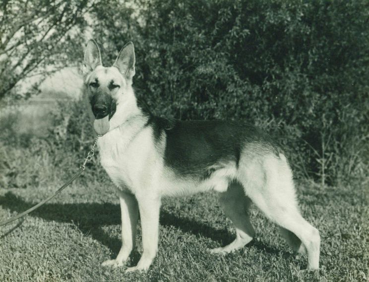 Rin Tin Tin