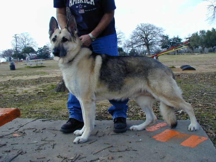 Rin Tin Tin