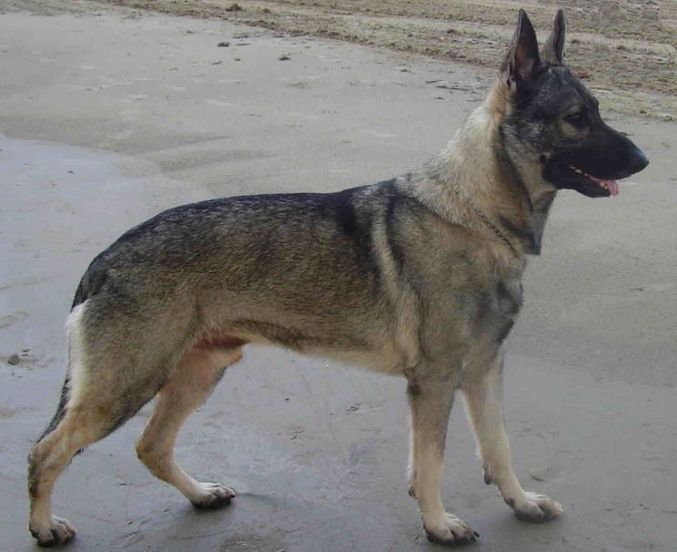 Rin Tin Tin