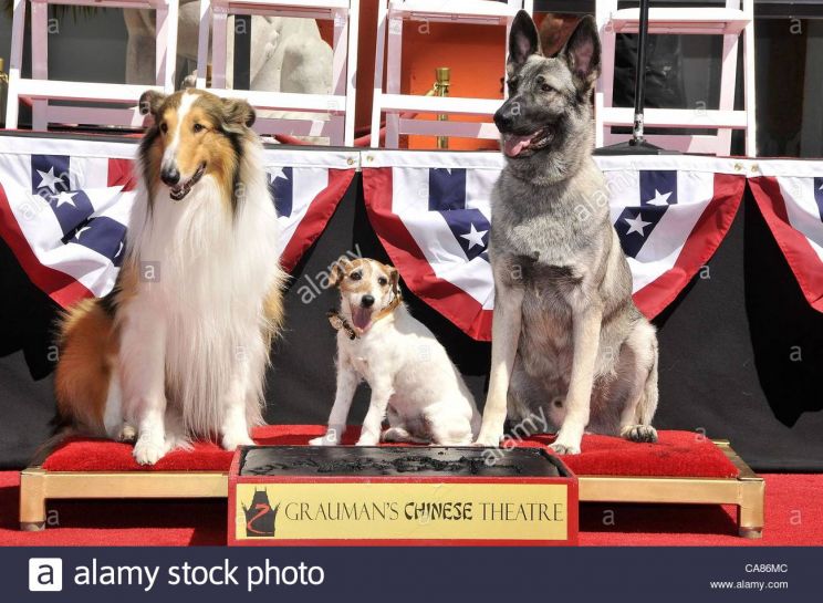 Rin Tin Tin