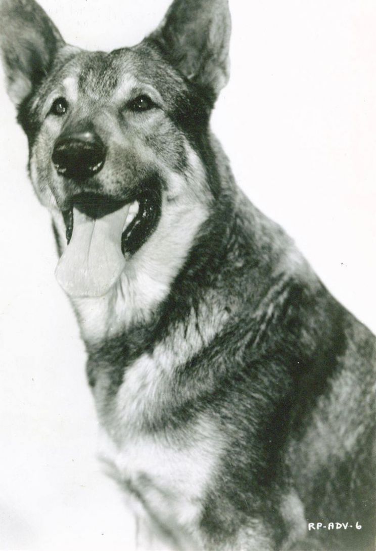 Rin Tin Tin