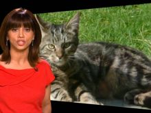 Riz Lateef #3653251 picture (Landscape Medium)