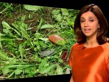 Riz Lateef #3653266 picture (Landscape Medium)