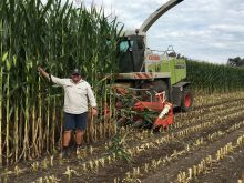 Rob Corn #3005773 picture (Landscape Medium)