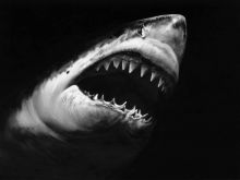 Robert Longo