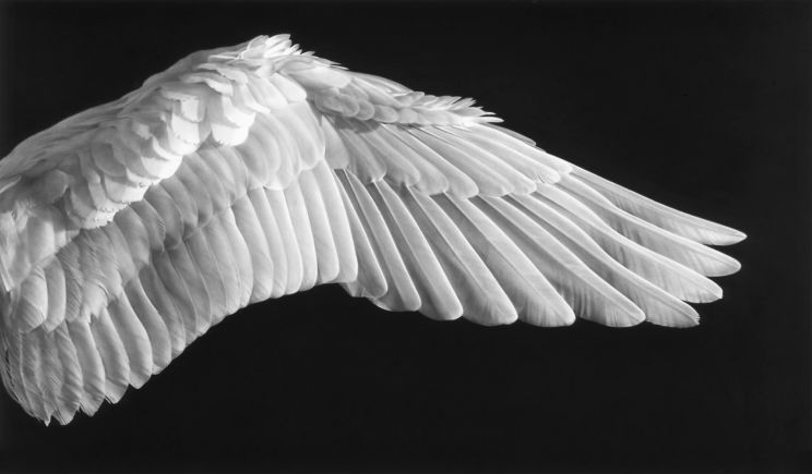 Robert Longo