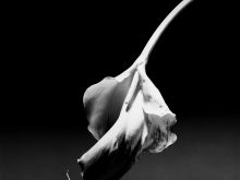 Robert Mapplethorpe