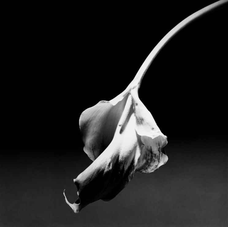 Robert Mapplethorpe