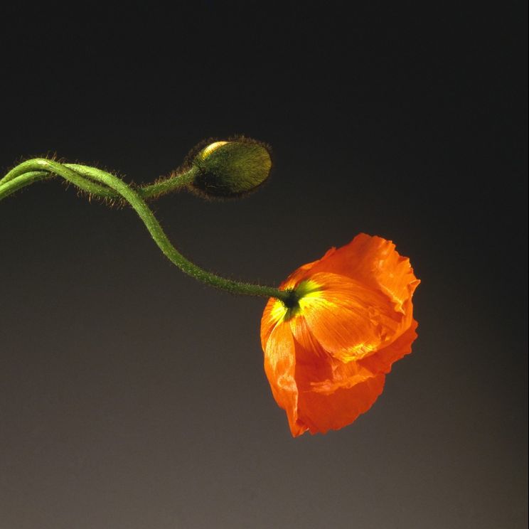 Robert Mapplethorpe