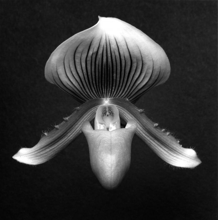 Robert Mapplethorpe