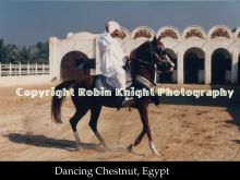 Robin Knight