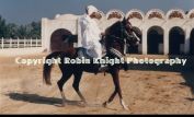 Robin Knight