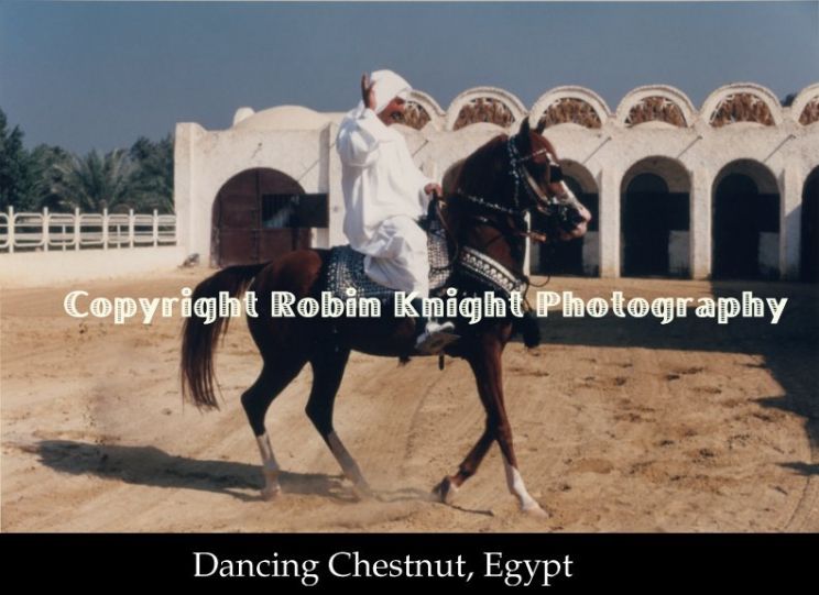 Robin Knight