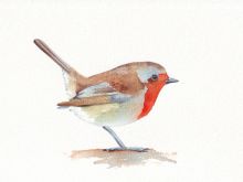 Robin Pront
