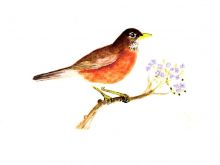 Robin Pront