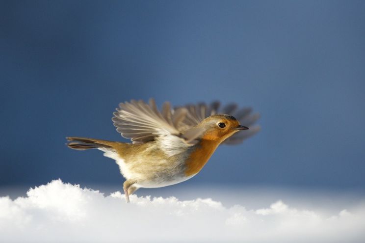 Robin Pront