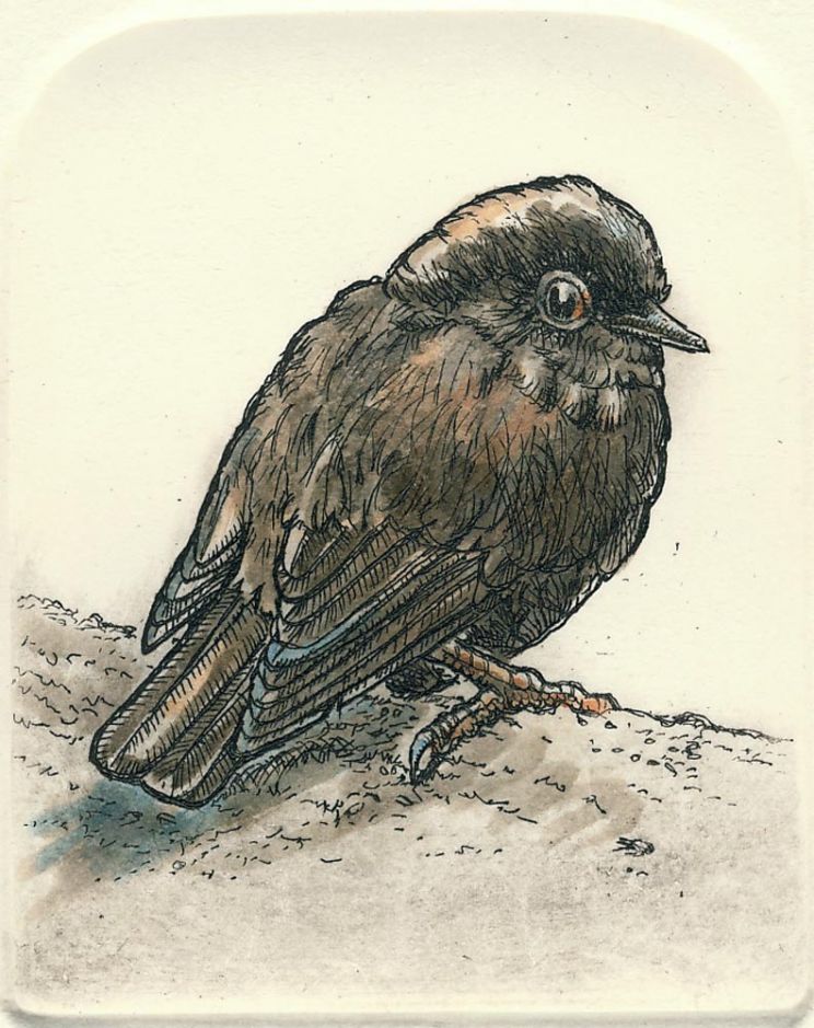 Robin Pront
