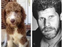 Ron Perlman #11542 picture (Landscape Medium)