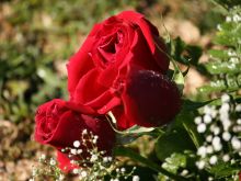 Rose Day Stuart