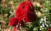 Rose Day Stuart